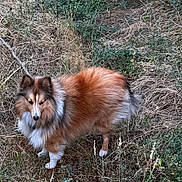 Virgil participe au concours pour gagner de l'argent avec cette photo : dog, shetland_sheepdog, fluffy, animal, pet, outdoor, grass, nature, brown, white, fur, canine, wildlife, leafy, field, alert, standing, curious, companion, background