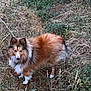 dog, shetland_sheepdog, fluffy, animal, pet, outdoor, grass, nature, brown, white, fur, canine, wildlife, leafy, field, alert, standing, curious, companion, background