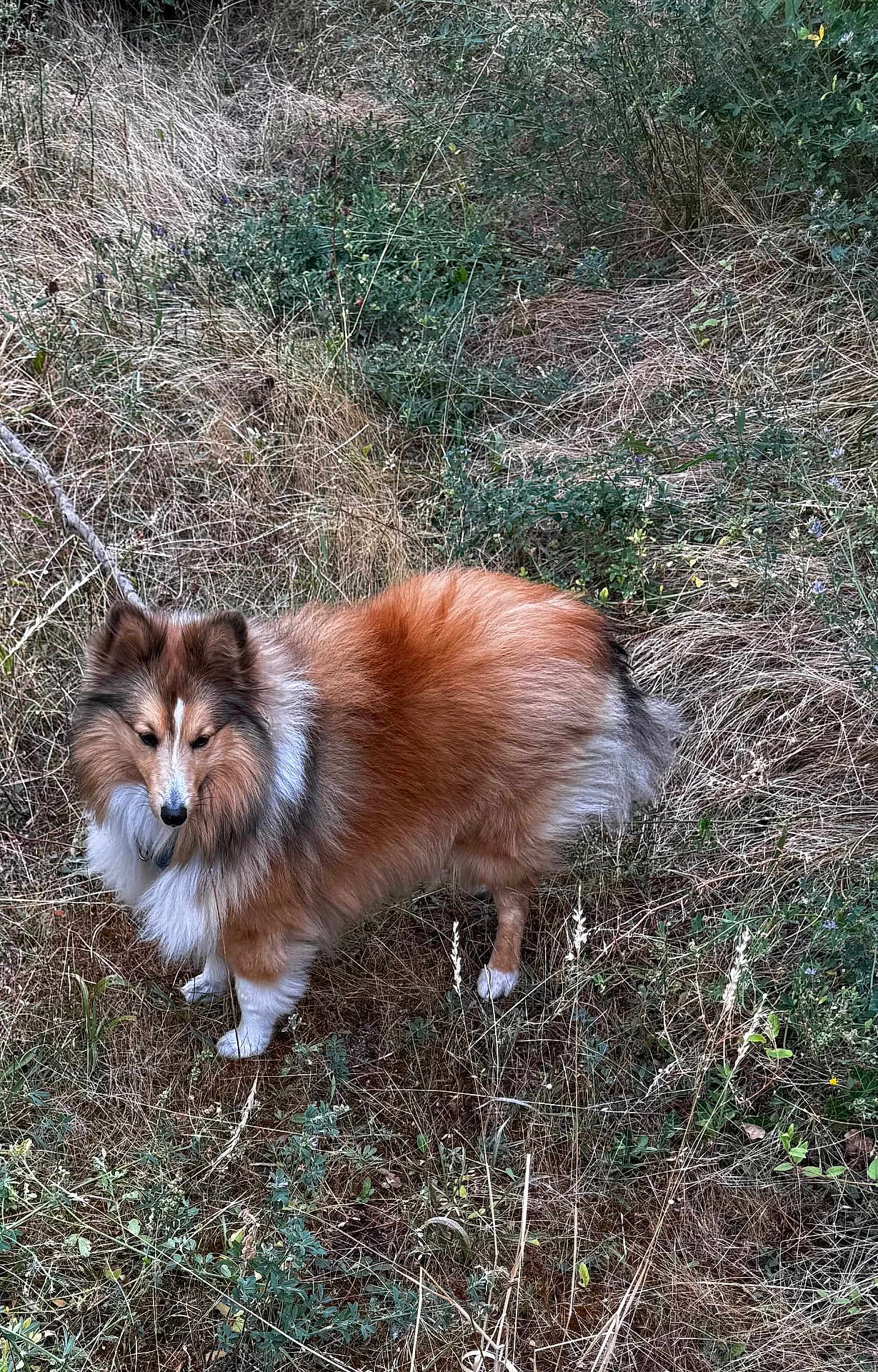 Virgil participe au concours pour gagner de l'argent avec cette photo : dog, shetland_sheepdog, fluffy, animal, pet, outdoor, grass, nature, brown, white, fur, canine, wildlife, leafy, field, alert, standing, curious, companion, background