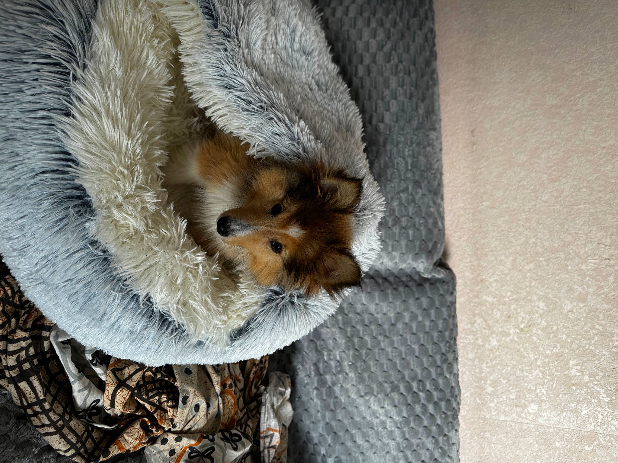 Virgil a rejoint le concours — aidez-le/la à gagner de superbes lots ! canidae, carnivore, claw, companion_dog, dog_breed, fawn, felidae, fur, hamster, paw, rodent, snout, squirrel, tail, terrestrial_animal, trunk, whiskers, wildlife, wood