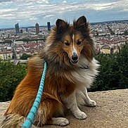 Virgil Beni-Aiche a rejoint le concours — aidez-le/la à gagner de superbes lots ! dog, shetland_sheepdog, leash, fur, outdoor, cityscape, sky, cloudy, stone, pet, animal, portrait, nature, greenery, urban, canine, fluffy, sitting, daytime, landscape