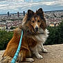 animal, canine, cityscape, cloudy, daytime, dog, fluffy, fur, greenery, landscape, leash, nature, outdoor, pet, portrait, shetland_sheepdog, sitting, sky, stone, urban