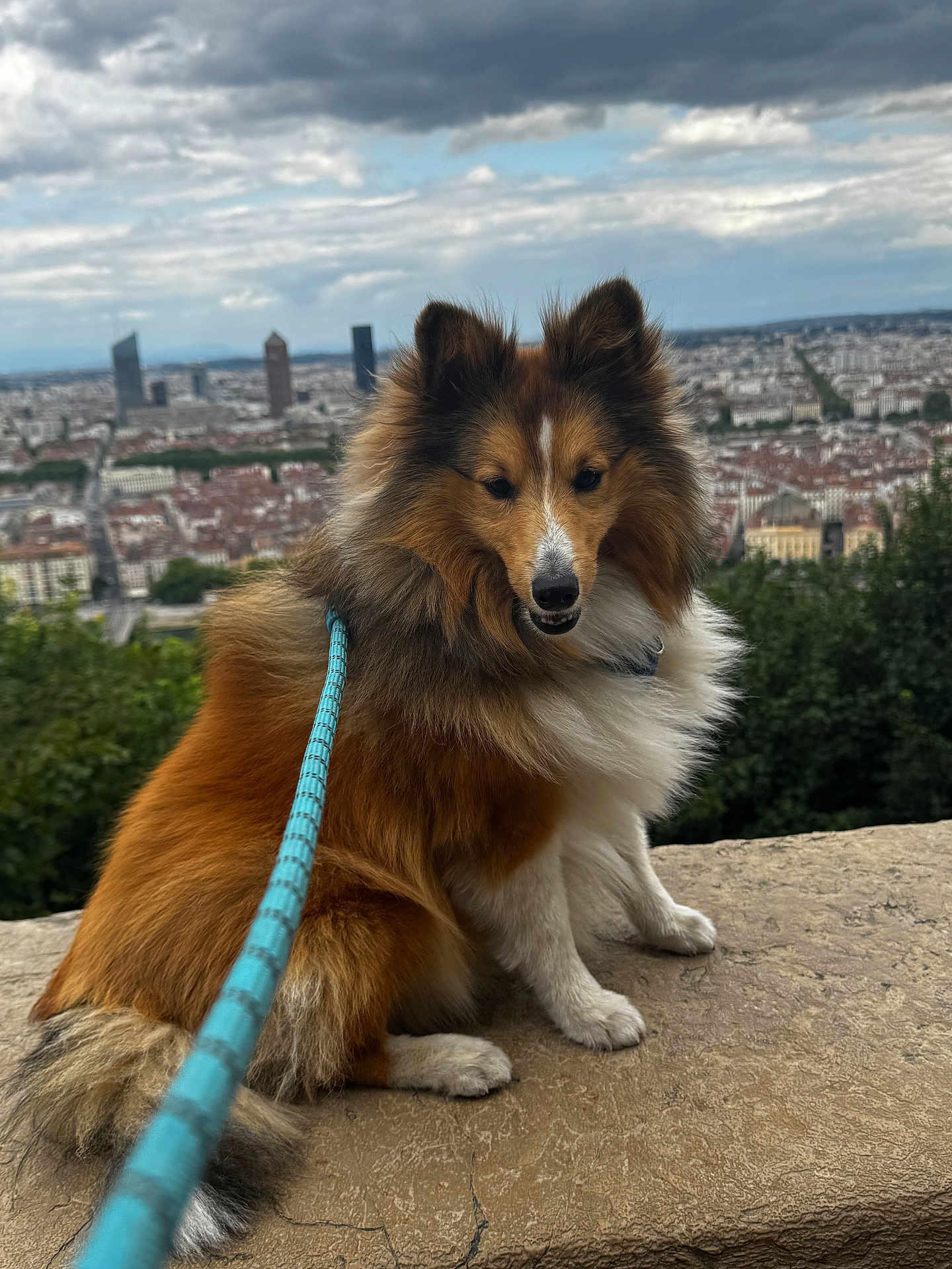 Virgil Beni-Aiche a rejoint le concours — aidez-le/la à gagner de superbes lots ! dog, shetland_sheepdog, leash, fur, outdoor, cityscape, sky, cloudy, stone, pet, animal, portrait, nature, greenery, urban, canine, fluffy, sitting, daytime, landscape