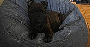 Oslo a rejoint le concours — aidez-le/la à gagner de superbes lots ! american_pit_bull_terrier, carnivoran, couch, dog, dog_bed, dog_breed, dog_breed_group, dog_like_mammal, furniture, mammal, non_sporting_group, puppy, snout, staffordshire_bull_terrier