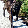 Oslo a rejoint le concours — aidez-le/la à gagner de superbes lots ! carnivoran, dog, dog_breed, dog_breed_group, dog_like_mammal, formosan_mountain_dog, patterdale_terrier, snout
