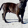 Oslo a rejoint le concours — aidez-le/la à gagner de superbes lots ! carnivoran, dog, dog_breed, dog_breed_group, dog_like_mammal, formosan_mountain_dog, patterdale_terrier, snout, street_dog, tail