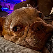Gunner joined the competition — help win amazing prizes! dog, close_up, resting, couch, indoor, cozy, snout, wrinkles, ambient_lighting, purple_light, blue_light, furniture, pet, animal, relaxed, sleepy, face, expression, home, companion
