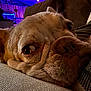 dog, close_up, resting, couch, indoor, cozy, snout, wrinkles, ambient_lighting, purple_light, blue_light, furniture, pet, animal, relaxed, sleepy, face, expression, home, companion