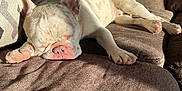 Gunner joined the competition — help win amazing prizes! dog, french_bulldog, sleeping, couch, indoor, pet, sunlight, brown, cozy, relaxed, animal, paw, nose, ear, fur, closeup, comfort, resting, home, patterned_cushion
