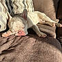 dog, french_bulldog, sleeping, couch, indoor, pet, sunlight, brown, cozy, relaxed, animal, paw, nose, ear, fur, closeup, comfort, resting, home, patterned_cushion