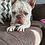 Gunner joined the competition — help win amazing prizes! dog, french_bulldog, white_dog, heterochromia, blue_eye, brown_eye, pet, indoor, couch, sofa, paw, ear, nose, fur, closeup, animal, resting, patterned_cushion, living_room, natural_light