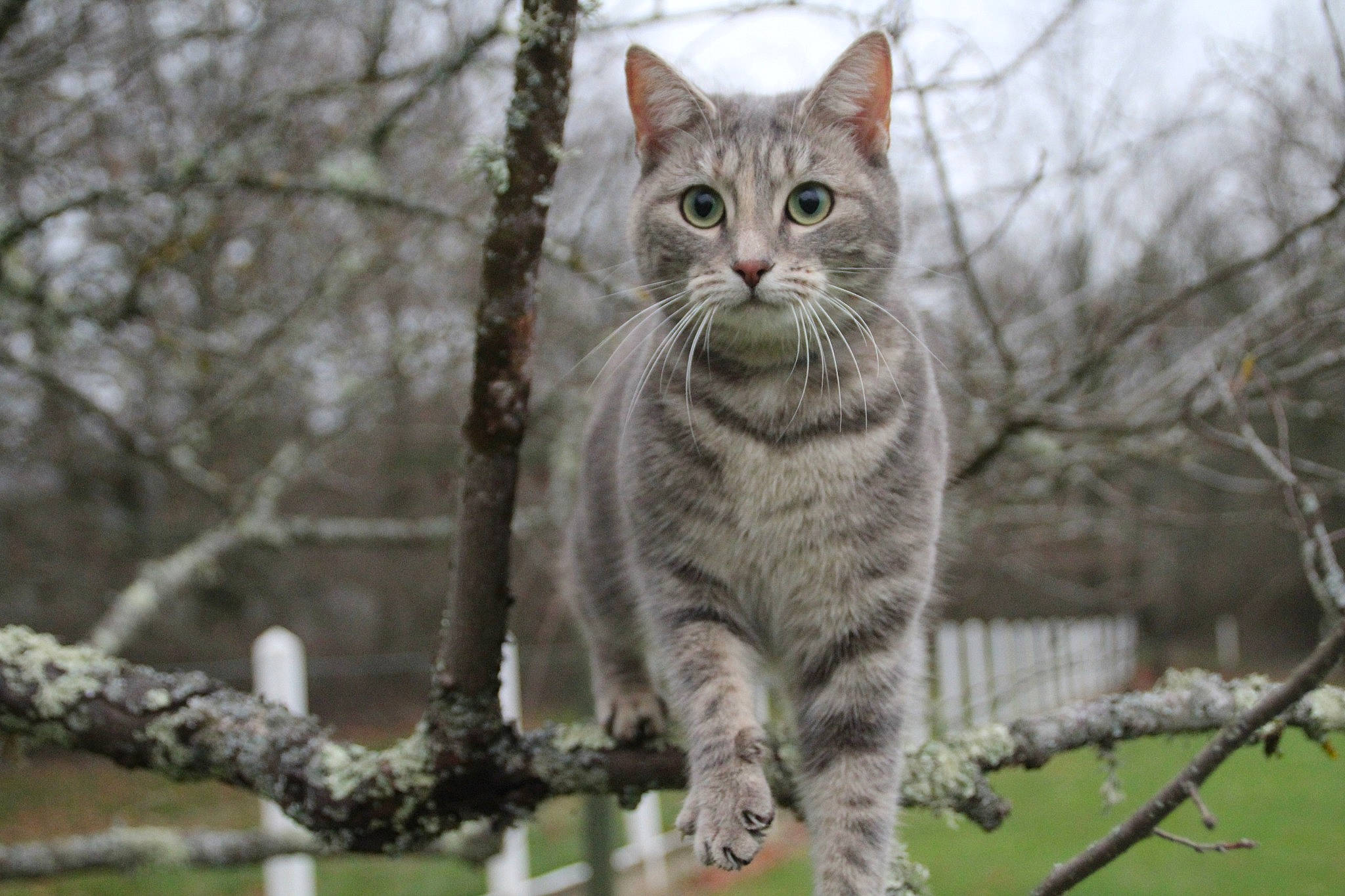 Sweet participe au concours pour gagner de l'argent avec cette photo : bobcat, carnivore, cat, domestic_short_haired_cat, fawn, felidae, fur, lynx, mammal, organism, plant, small_to_medium_sized_cats, tail, terrestrial_animal, tree, trunk, twig, vertebrate, whiskers, winter