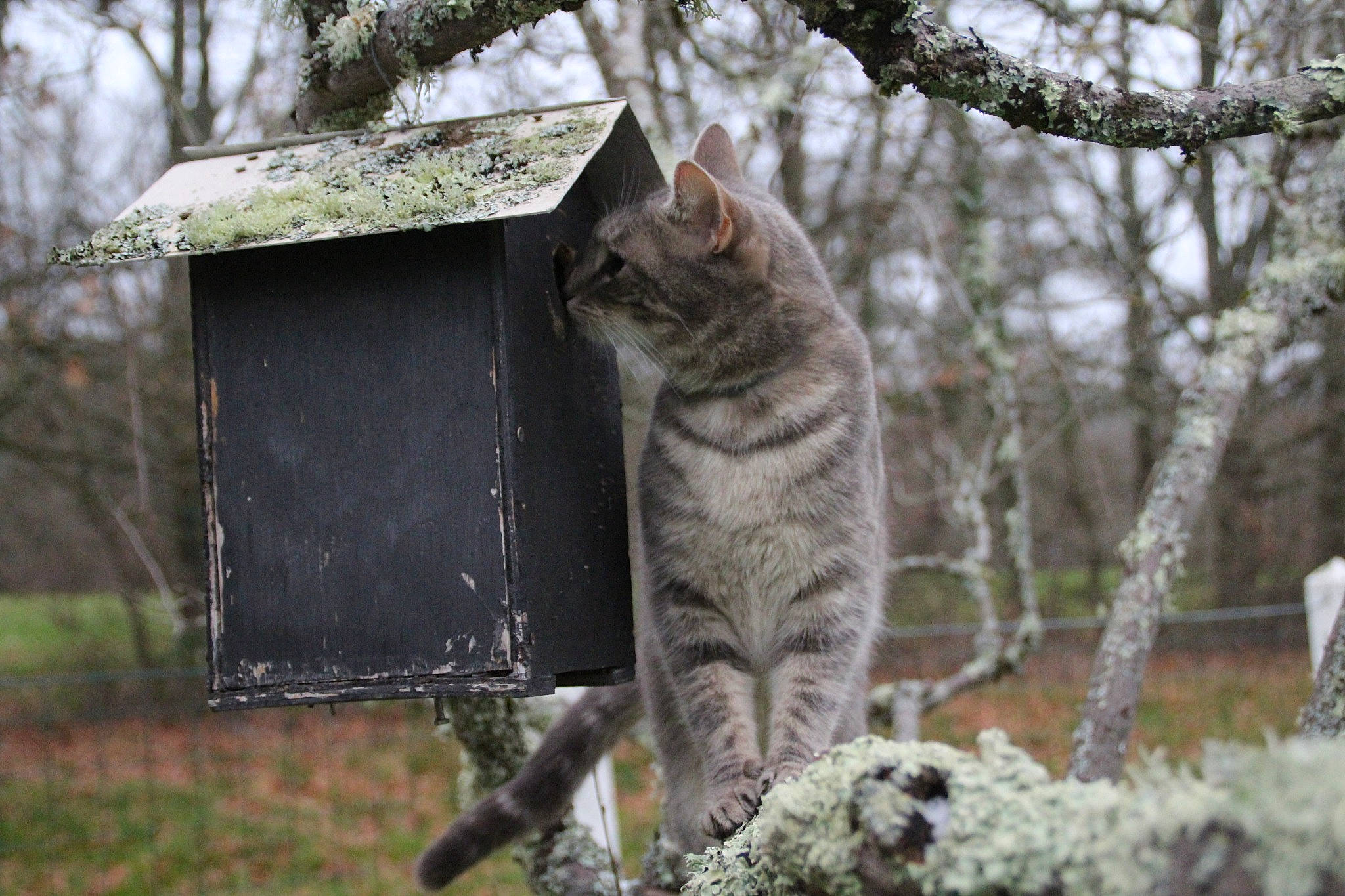 Sweet participe au concours pour gagner de l'argent avec cette photo : branch, carnivore, cat, domestic_short_haired_cat, fawn, felidae, fur, grass, plant, small_to_medium_sized_cats, snout, tail, terrestrial_animal, tree, trunk, twig, whiskers, wildlife, winter, wood