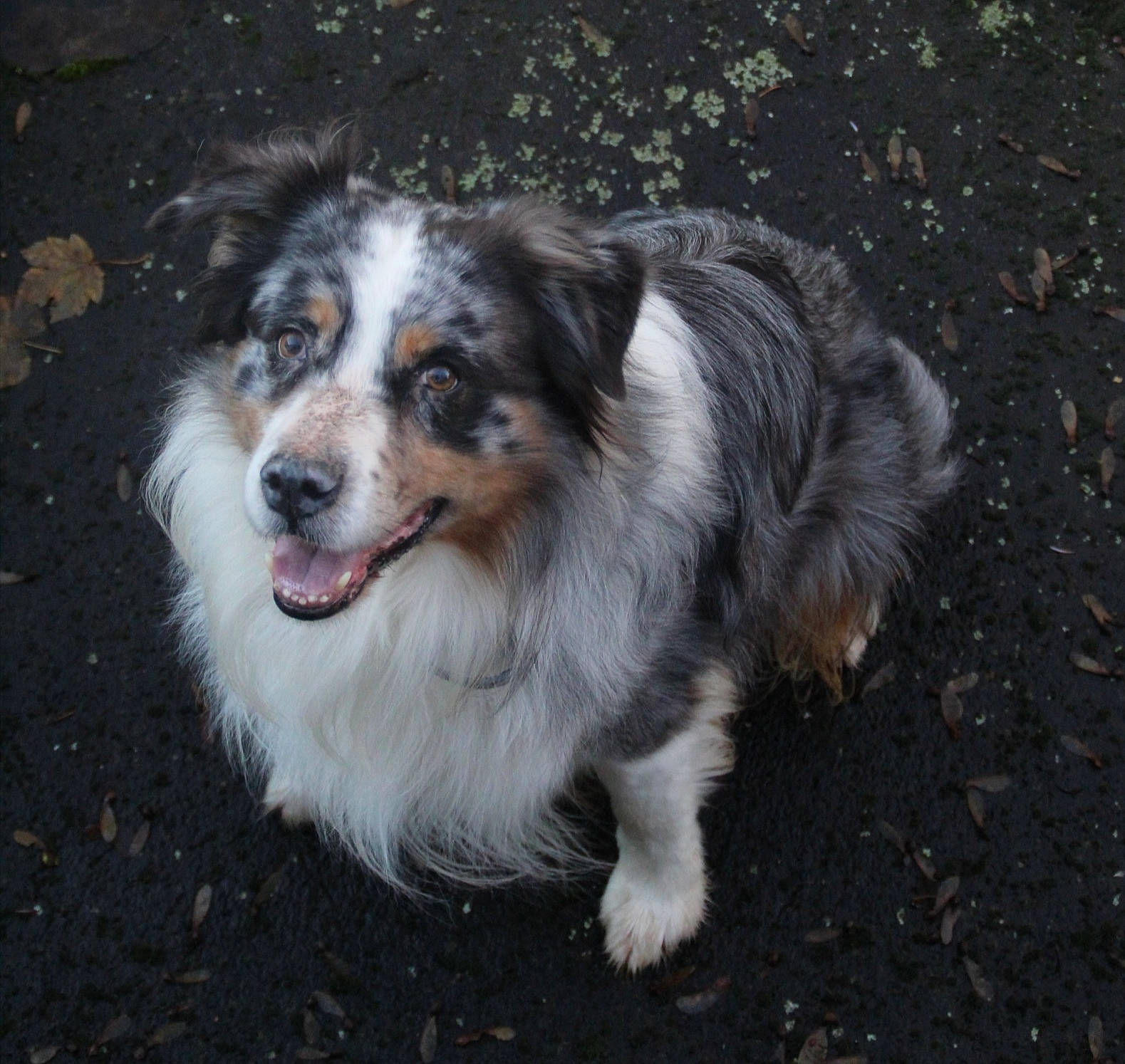 Gary a rejoint le concours — aidez-le/la à gagner de superbes lots ! ancient_dog_breeds, australian_collie, australian_shepherd, canidae, carnivore, companion_dog, dog, dog_breed, fur, herding_dog, miniature_australian_shepherd, plant, snout, sporting_group, terrestrial_animal, whiskers, working_dog