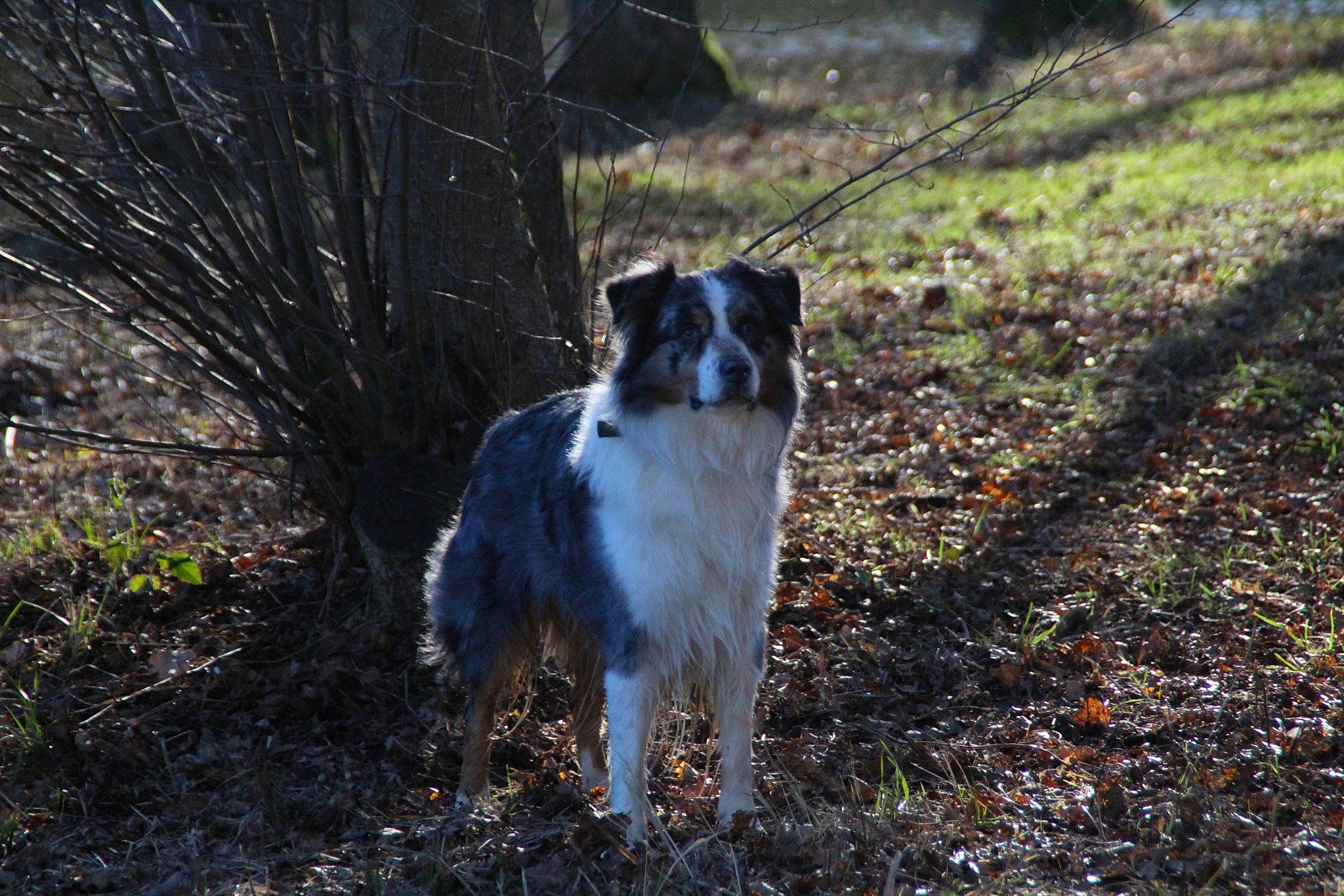 Gary a rejoint le concours — aidez-le/la à gagner de superbes lots ! canidae, carnivore, companion_dog, dog, dog_breed, fawn, fur, grass, herding_dog, plant, snout, soil, sporting_group, tail, terrier, whiskers, wildlife, working_animal, working_dog