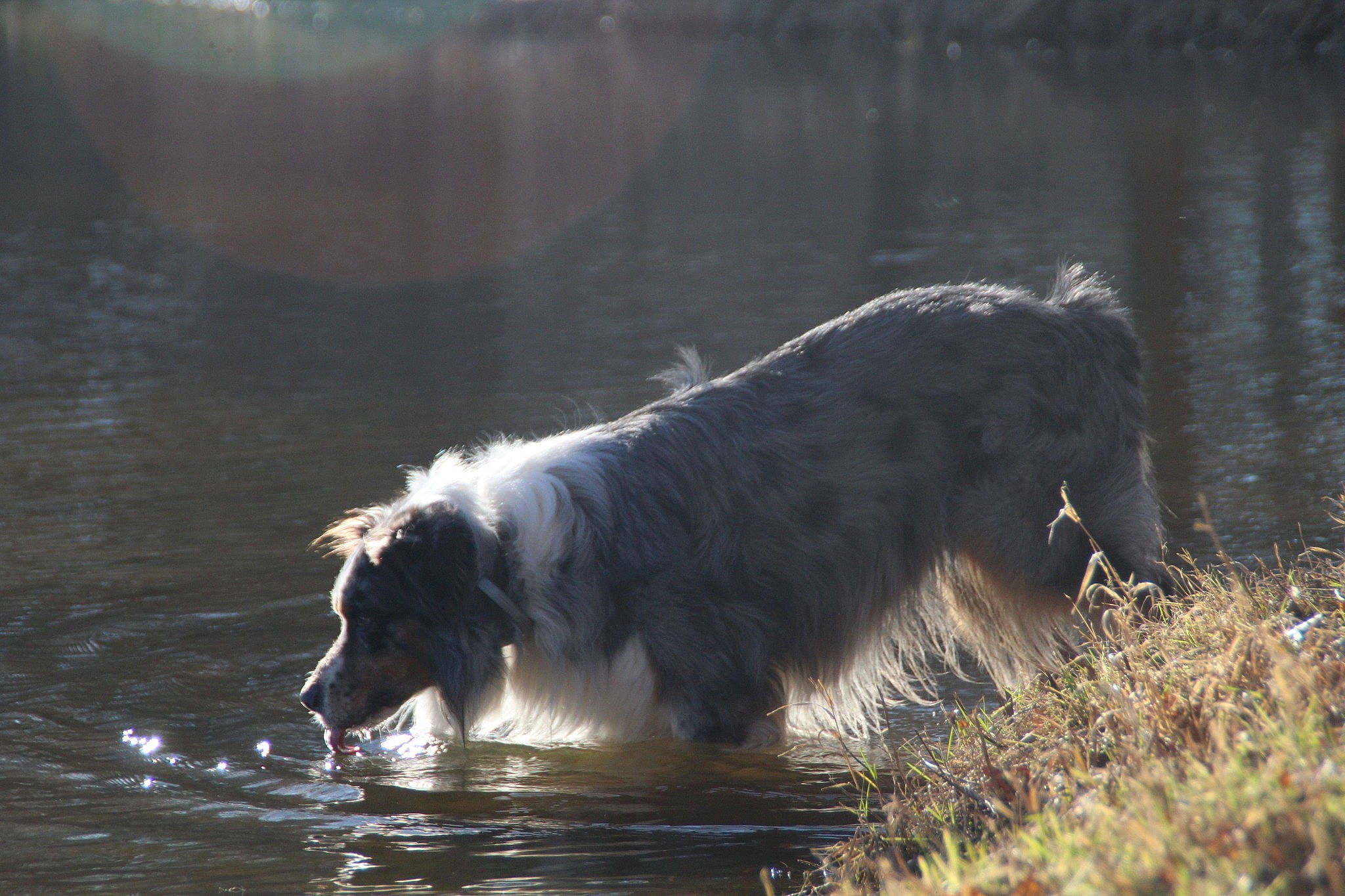 Gary a rejoint le concours — aidez-le/la à gagner de superbes lots ! canidae, carnivore, collie, companion_dog, dog, dog_breed, grass, herding_dog, lake, liquid, natural_landscape, ocean, snout, sporting_group, tail, water, wave, wildlife, wind_wave, working_dog
