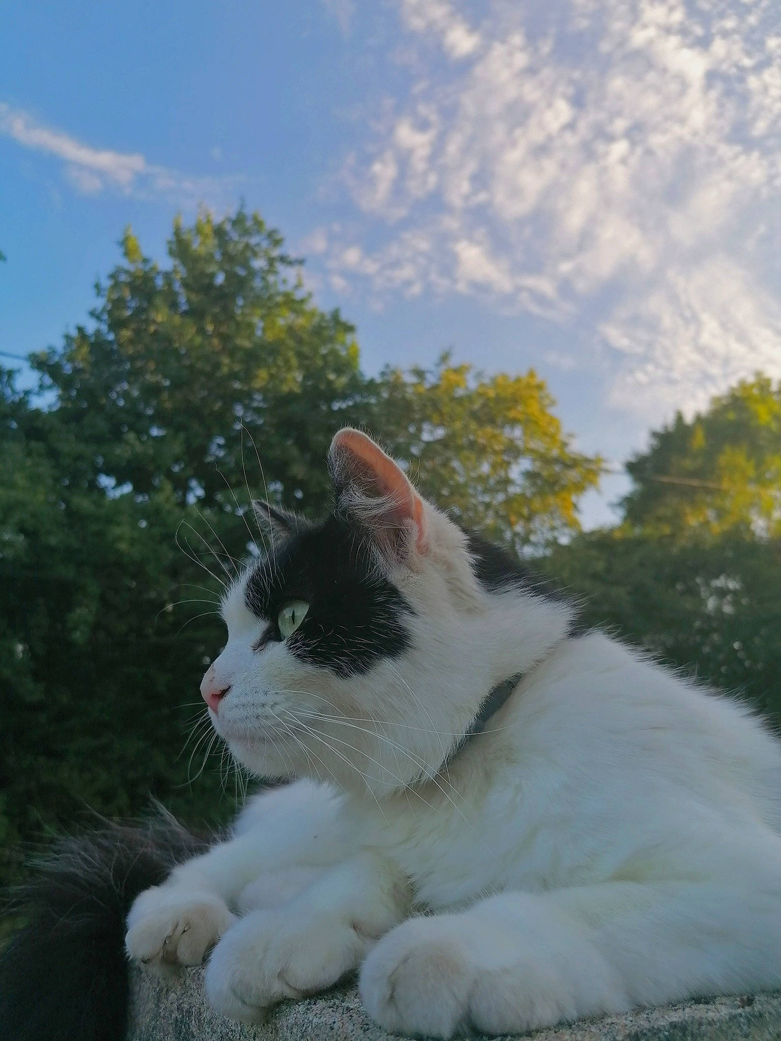 Plume participe au concours pour gagner de l'argent avec cette photo : art, carnivore, cat, cloud, domestic_short_haired_cat, eye, fawn, felidae, fur, garden, grass, landscape, plant, sky, small_to_medium_sized_cats, snout, tail, tree, whiskers, wildlife