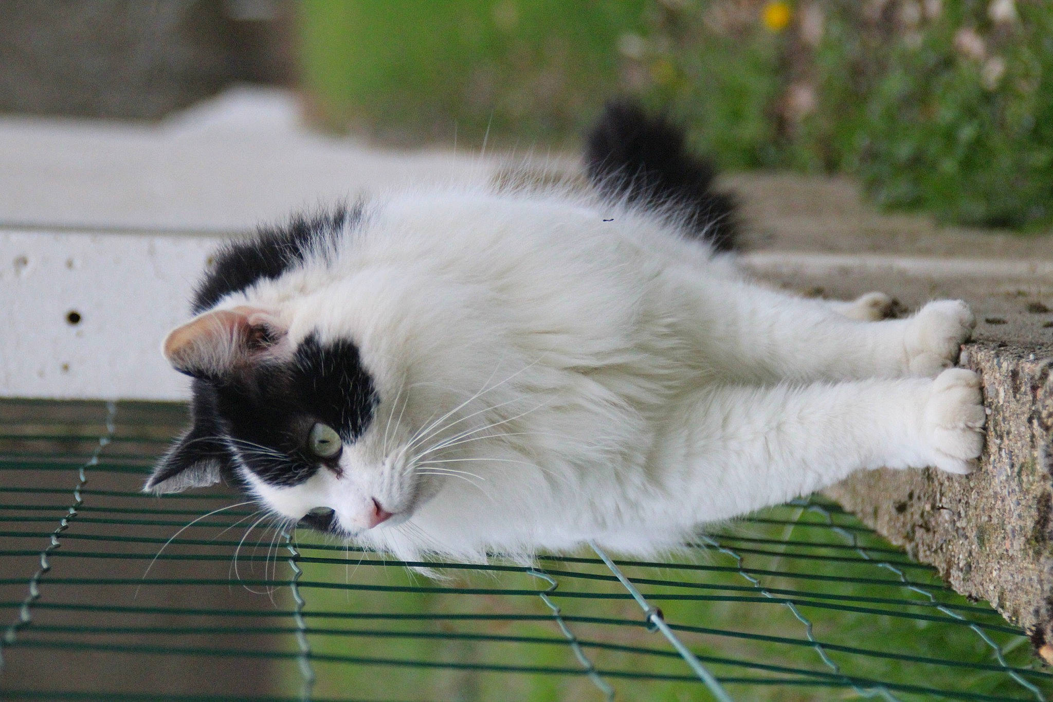 Plume a rejoint le concours — aidez-le/la à gagner de superbes lots ! carnivore, cat, domestic_short_haired_cat, felidae, fur, grass, plant, small_to_medium_sized_cats, snout, tail, terrestrial_animal, tree, whiskers