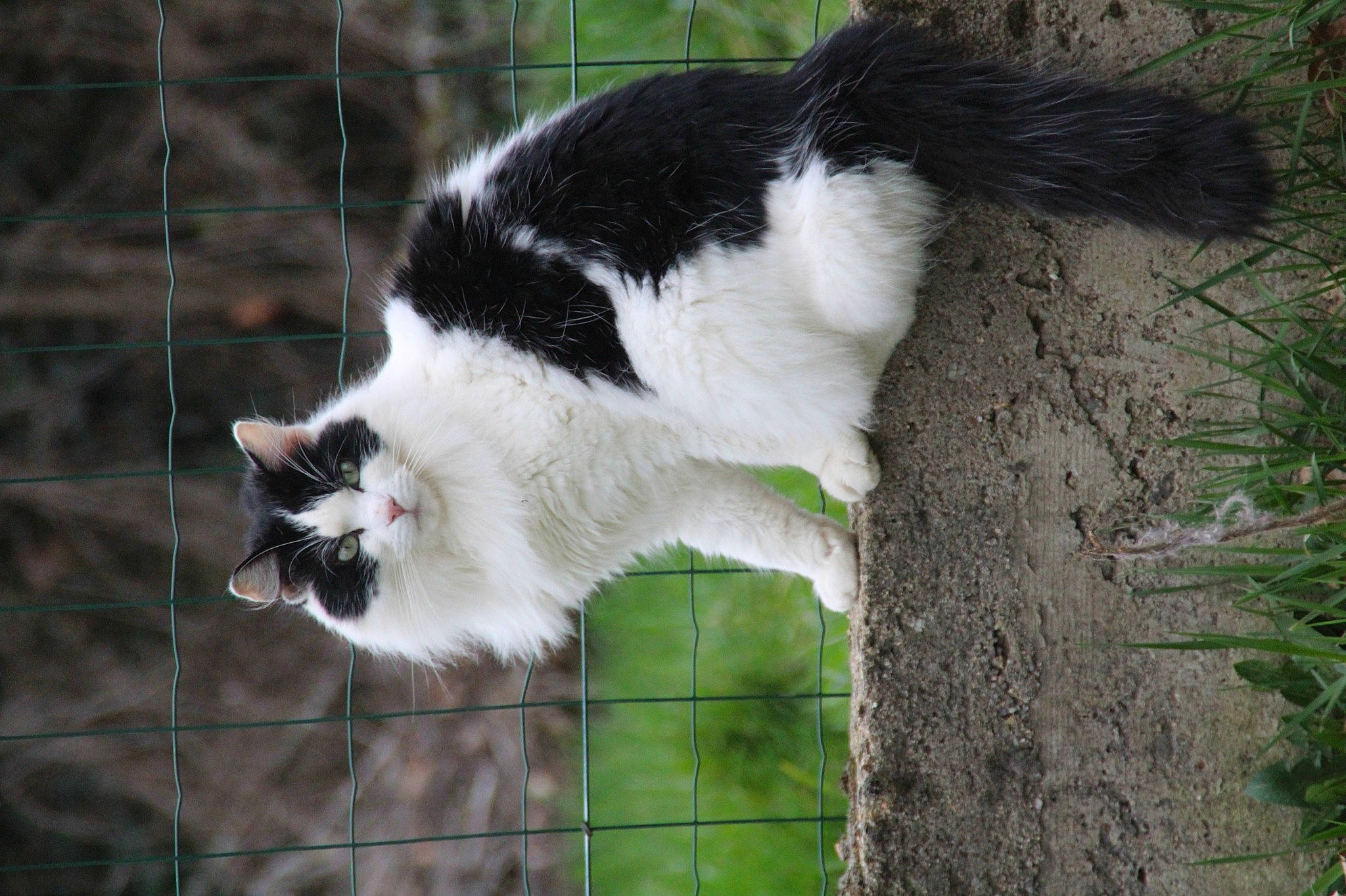 Plume a rejoint le concours — aidez-le/la à gagner de superbes lots ! canidae, carnivore, cat, dog_breed, domestic_short_haired_cat, eye, felidae, fence, fur, grass, plant, small_to_medium_sized_cats, snout, sporting_group, tail, terrestrial_animal, tree, whiskers, wildlife, wood