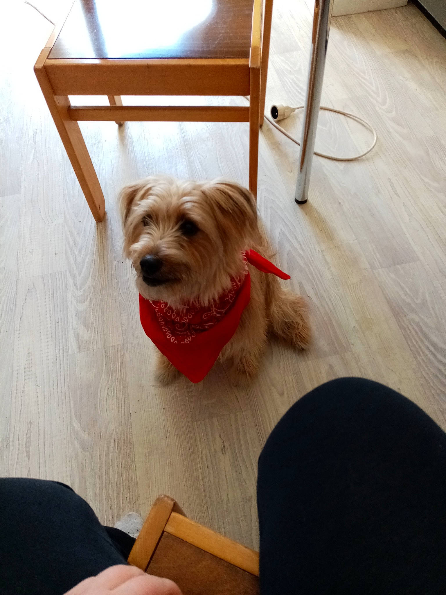 Max participe au concours pour gagner de l'argent avec cette photo : cairn_terrier, canidae, carnivore, companion_dog, dog, dog_breed, dutch_smoushond, floor, flooring, glen_of_imaal_terrier, irish_soft_coated_wheaten_terrier, morkie, norfolk_terrier, rare_breed_dog, schnoodle, small_terrier, sporting_group, sporting_lucas_terrier, terrier, yorkshire_terrier