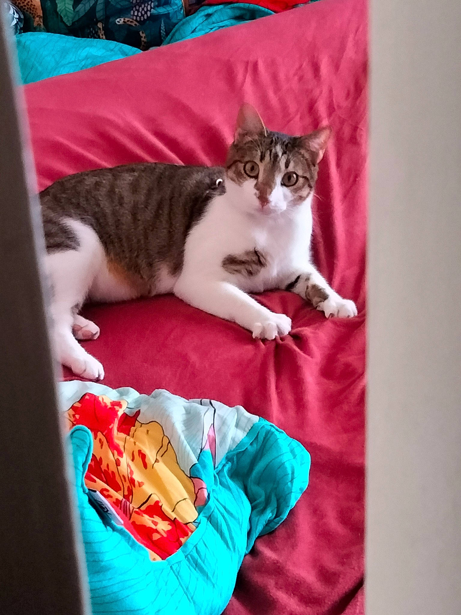 Chana participe au concours pour gagner de l'argent avec cette photo : blanket, carnivore, cat, comfort, domestic_short_haired_cat, electric_blue, felidae, fur, linens, magenta, pattern, sleeve, small_to_medium_sized_cats, vertebrate, whiskers