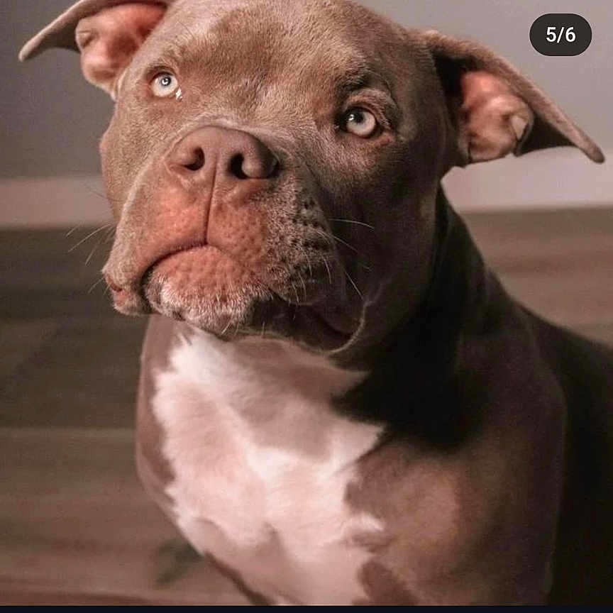 Xender a rejoint le concours — aidez-le/la à gagner de superbes lots ! advertisement, animal, bostonbull, boxer, bulldog, canine, computerhardware, dog, electronics, frenchbulldog, hardware, monitor, person, pet, pitbull, poster, puppy, screen, snout, text