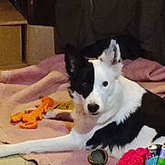 Hermione a rejoint le concours — aidez-le/la à gagner de superbes lots ! dog, black_and_white, indoor, blanket, toy, laying_down, pet, animal, curious, canine, floor, relaxed, household, cozy, domestic, fur, ears, alert, companion, resting