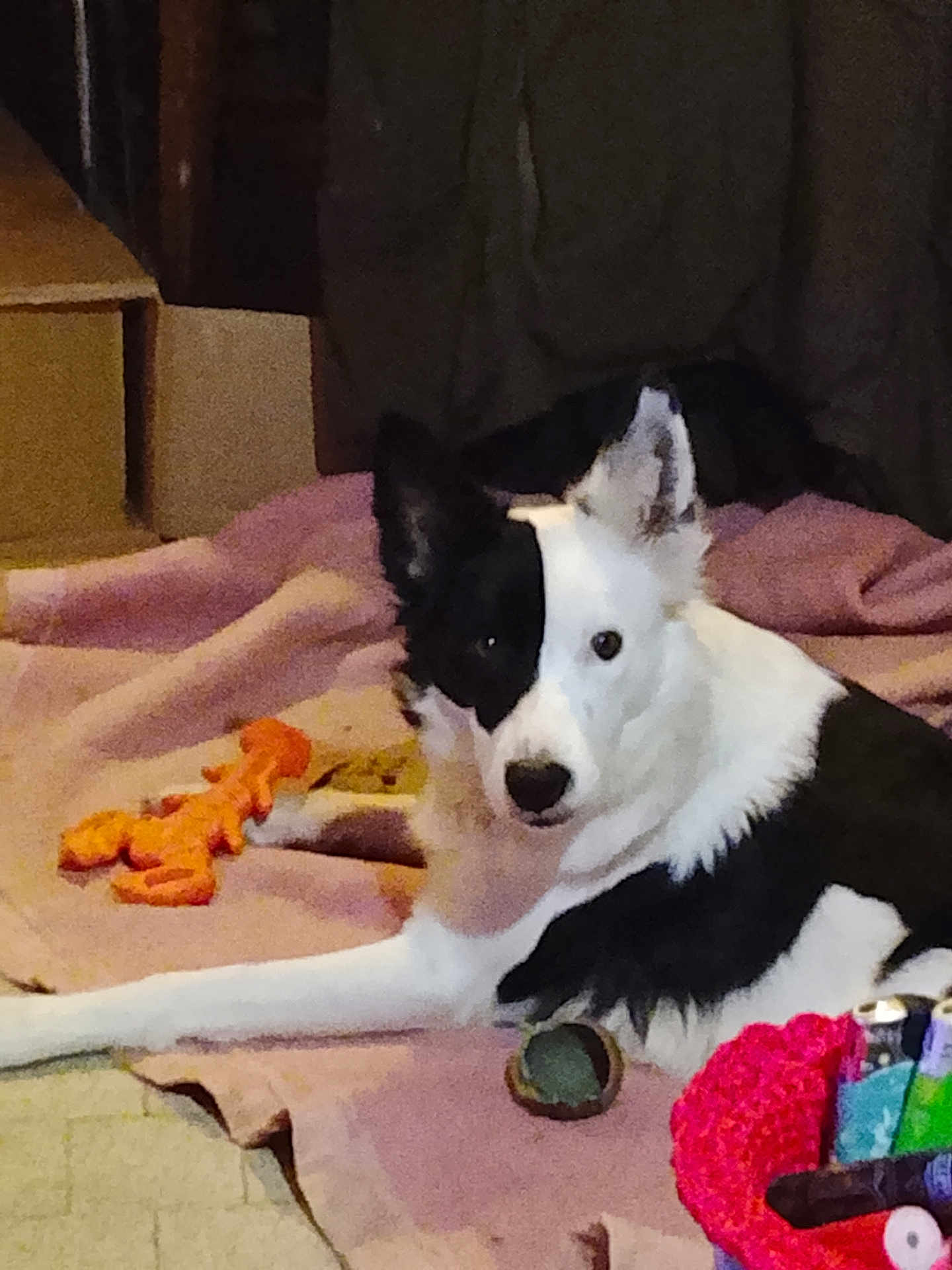 Hermione a rejoint le concours — aidez-le/la à gagner de superbes lots ! dog, black_and_white, indoor, blanket, toy, laying_down, pet, animal, curious, canine, floor, relaxed, household, cozy, domestic, fur, ears, alert, companion, resting