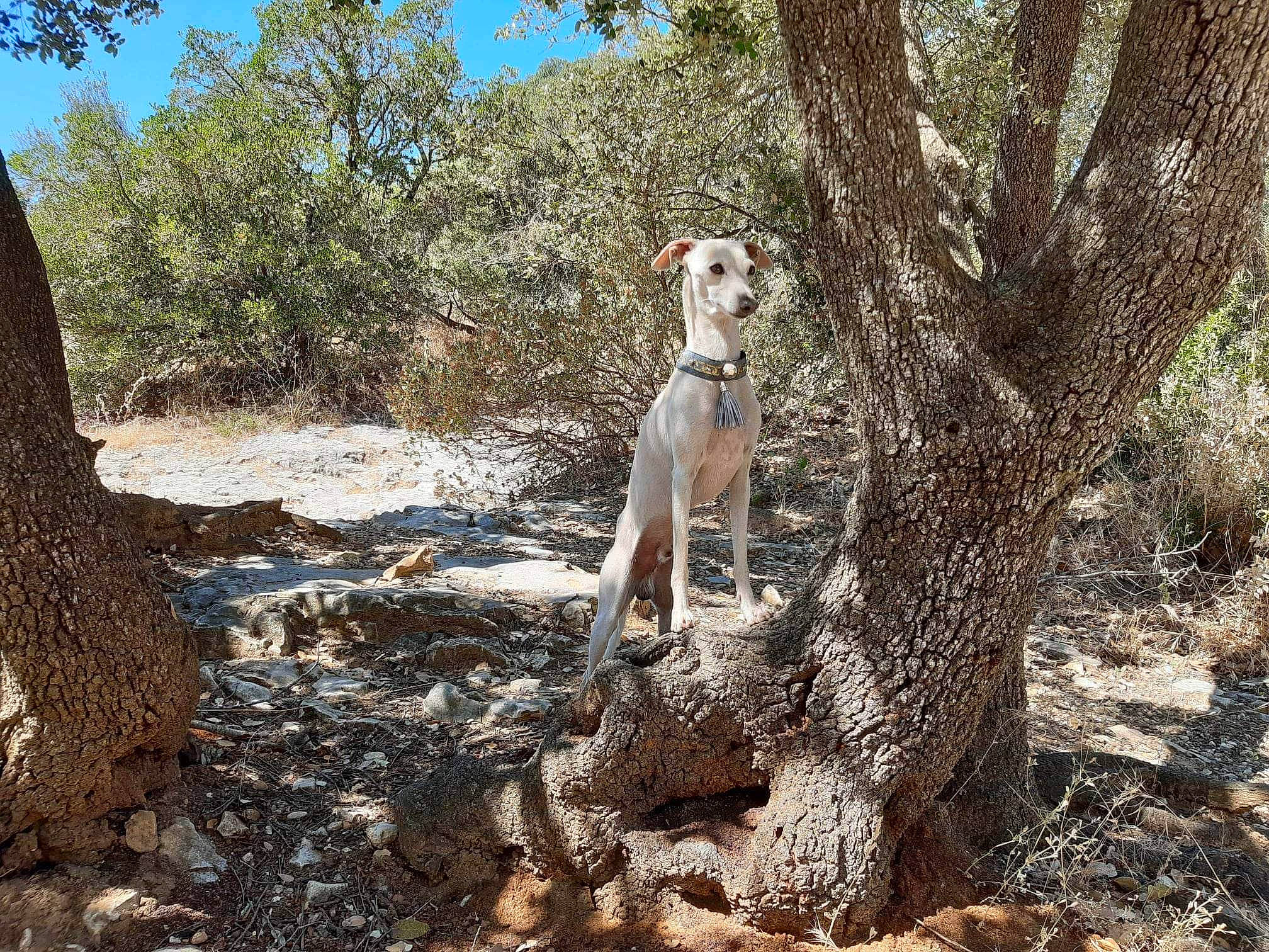 Armani participe au concours pour gagner de l'argent avec cette photo : adventure, canidae, carnivore, companion_dog, dog, dog_breed, fawn, forest, landscape, plant, recreation, sky, soil, sporting_group, tree, trunk, walking, wood, woodland, working_animal