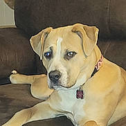 Freya is registered to the contest to win money with this photo: dog, brown_couch, relaxed, indoor, pet, collar, tag, plush_toy, furniture, home, canine, animal, resting, light_brown_fur, ears, paw, snout, looking, person_partial, casual