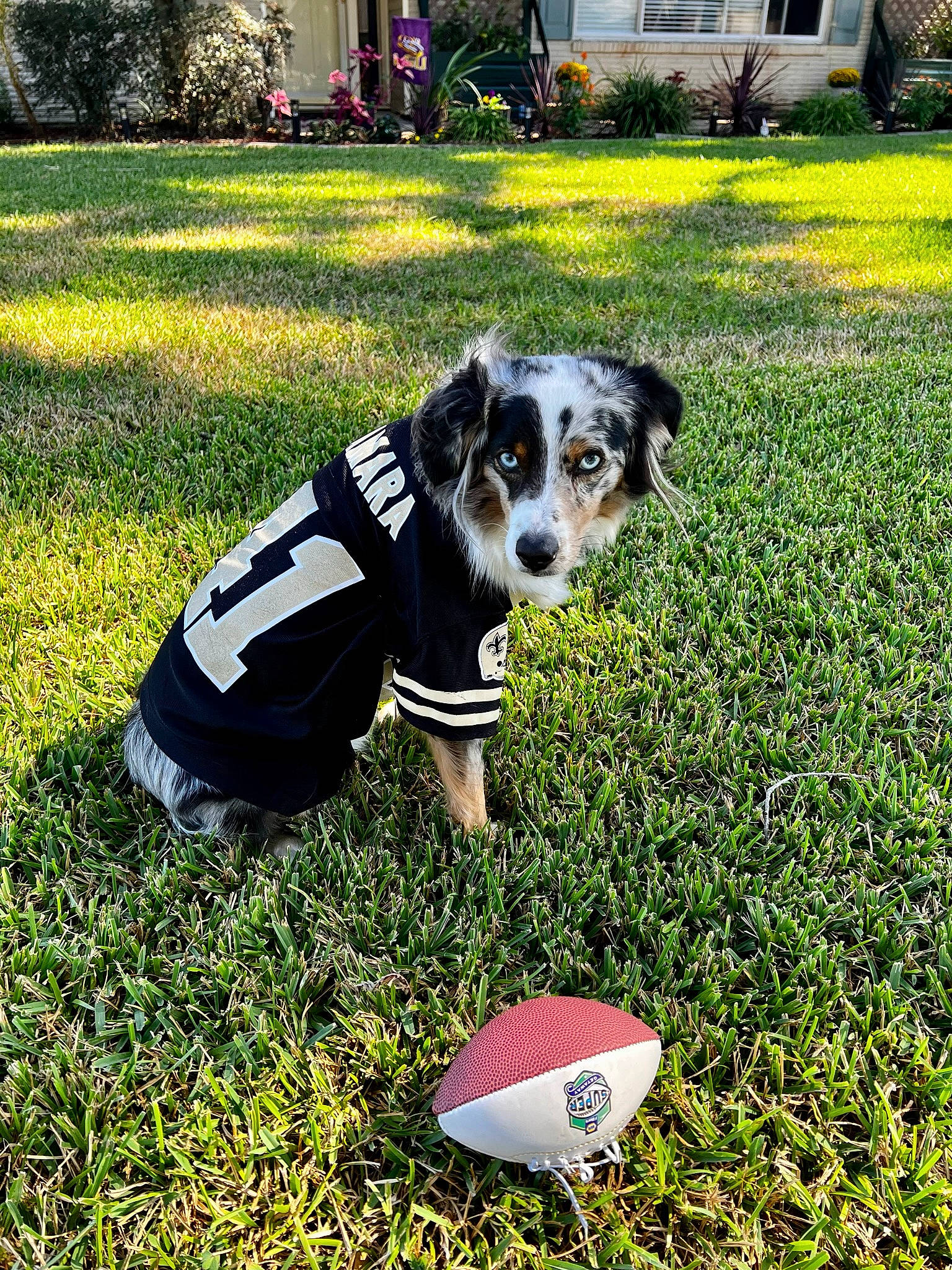Teddy joined the competition — help win amazing prizes! ball, carnivore, companion_dog, dog, dog_breed, dog_clothes, dog_supply, fawn, garden, grass, grass_family, grassland, groundcover, lawn, personal_protective_equipment, plant, recreation, snout, soccer_ball, working_animal