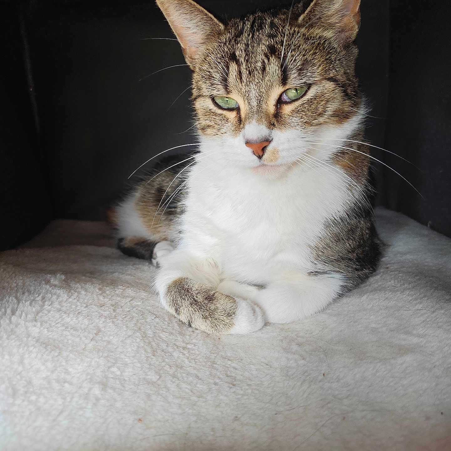 Tiamat a rejoint le concours — aidez-le/la à gagner de superbes lots ! animal, blanket, cat, companion, cozy, cute, domestic, ears, feline, fur, green_eyes, indoor, mammal, pet, portrait, relaxed, resting, soft, tabby, whiskers