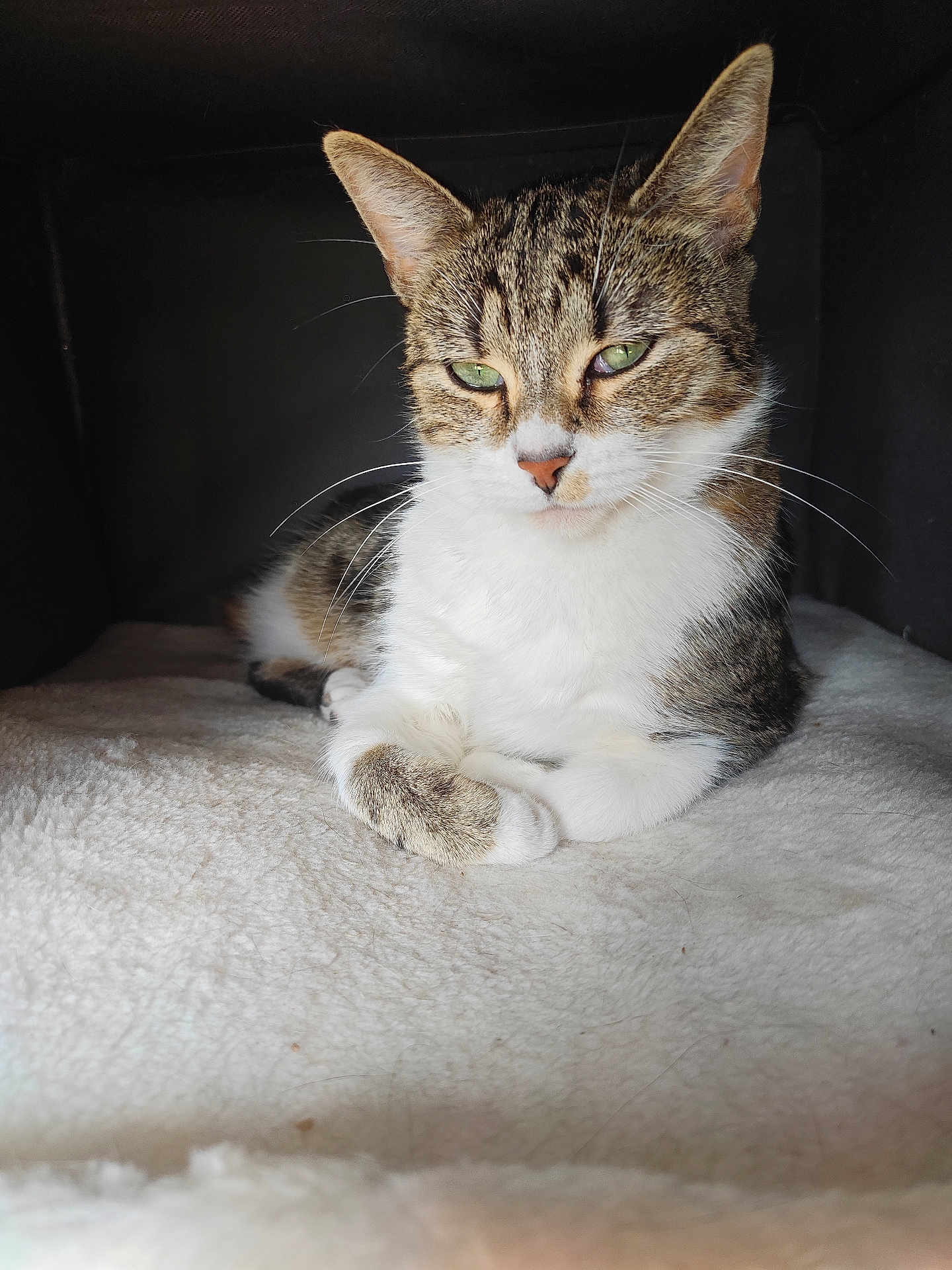 Tiamat a rejoint le concours — aidez-le/la à gagner de superbes lots ! cat, tabby, green_eyes, pet, animal, feline, whiskers, ears, resting, indoor, cozy, blanket, soft, fur, cute, portrait, relaxed, domestic, mammal, companion