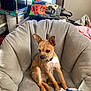 Rappiedoo is registered to the contest to win money with this photo: black_cat_graphic, brown_dog, casual_setting, collar, cozy_room, daylight, dog, domestic, furniture, halloween_bag, indoor, pet_toy, plush_chair, pumpkins, relaxed_pet, scruffy_dog, small_dog, stuffed_toy, toy_fish, window