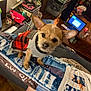 Rappiedoo joined the competition — help win amazing prizes! blanket, bowl, couch, cozy, dog, ears, face, flower, fur, household_items, indoor, lamp, laptop, looking, pet, room, small_dog, sweater, table, wooden_floor