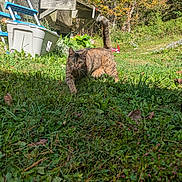 Autumn joined the competition — help win amazing prizes! animal, autumn, cat, closeup, daytime, feline, garden, grass, greenery, leaf, nature, outdoor, pet, plants, shadow, sunlight, tabby, tree, walking, yard