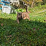 animal, autumn, cat, closeup, daytime, feline, garden, grass, greenery, leaf, nature, outdoor, pet, plants, shadow, sunlight, tabby, tree, walking, yard