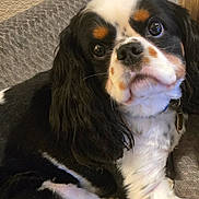 Buster is registered to the contest to win money with this photo: animal, black, brown, cavalier_king_charles_spaniel, companion, couch, cute, dog, domestic_animal, ears, friendly, fur, house, indoor, looking_up, pet, portrait, relaxed, tail, white