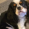 animal, black, brown, cavalier_king_charles_spaniel, companion, couch, cute, dog, domestic_animal, ears, friendly, fur, house, indoor, looking_up, pet, portrait, relaxed, tail, white