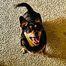 dog, small_dog, carpet, indoor, pet, happy, looking_up, mouth_open, tail_up, fur, animal, companion, canine, shadow, smiling, ears_up, brown, black, cute, playful