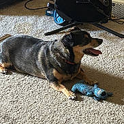Leon joined the competition — help win amazing prizes! dog, carpet, toy, plush_toy, guitar, electric_guitar, indoor, pet, animal, black_and_tan, tongue_out, playing, relaxed, floor, cable, music, instrument, home, resting, pet_toy