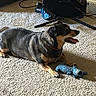 dog, carpet, toy, plush_toy, guitar, electric_guitar, indoor, pet, animal, black_and_tan, tongue_out, playing, relaxed, floor, cable, music, instrument, home, resting, pet_toy
