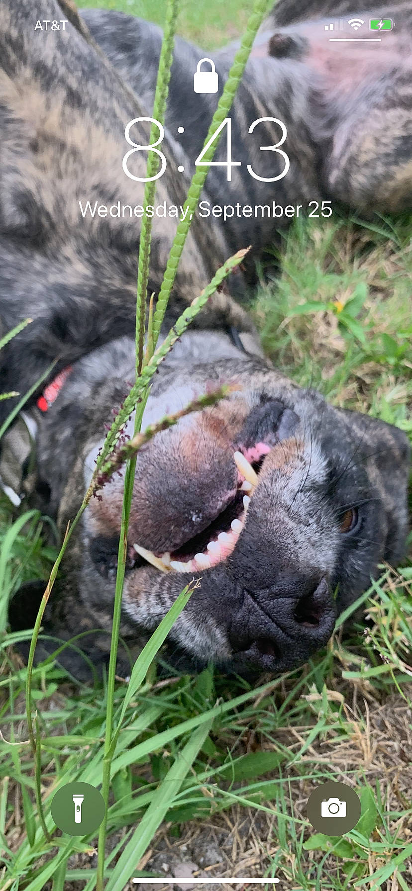 Ernie joined the competition — help win amazing prizes! canidae, carnivore, dog, dog_breed, grass, mammal, puppy, snout