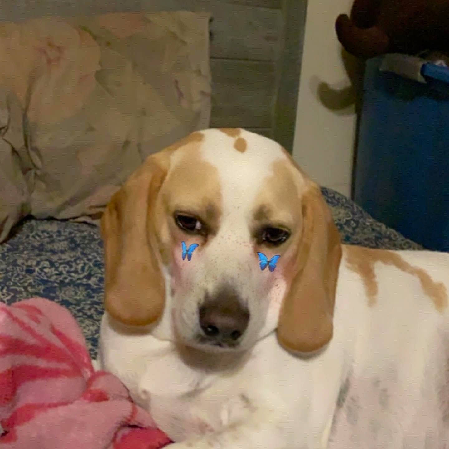 Pixie is registered to the contest to win money with this photo: american_foxhound, basset_hound, beagle, canidae, carnivore, companion_dog, coonhound, dog, dog_breed, english_coonhound, estonian_hound, fawn, harrier, mammal, rare_breed_dog, schweizer_laufhund, snout, sporting_group, treeing_walker_coonhound, vertebrate