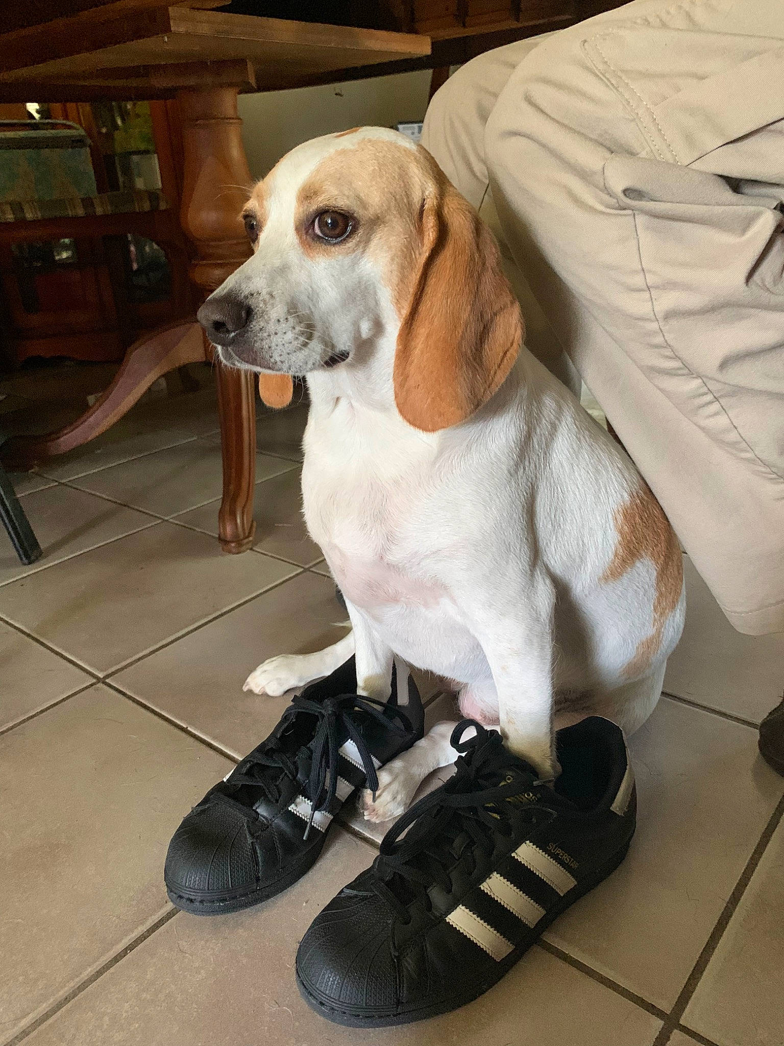 Pixie joined the competition — help win amazing prizes! american_foxhound, basset_hound, beagle, canidae, carnivore, companion_dog, dog, dog_breed, fawn, footwear, hound, hunting_dog, leg, mammal, pointer, rare_breed_dog, shoe, snout, sporting_group
