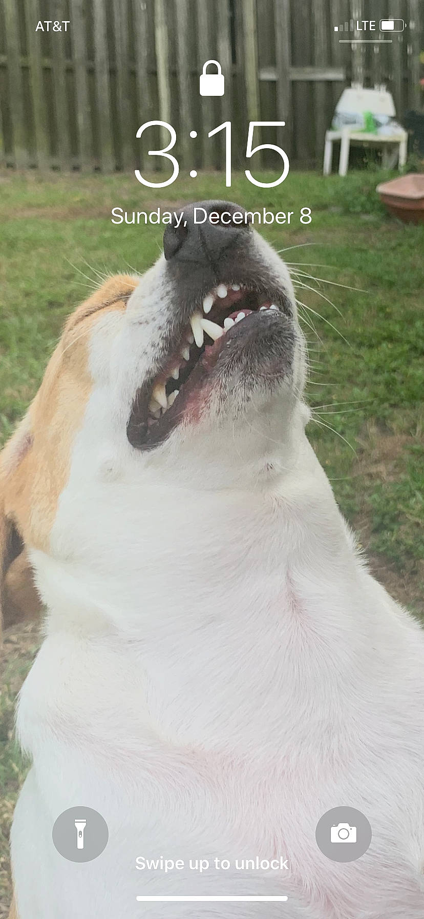 Pixie is registered to the contest to win money with this photo: canidae, carnivore, dog, dog_breed, photo_caption, snout