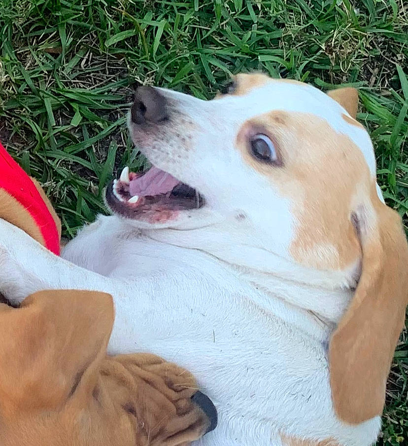 Pixie is registered to the contest to win money with this photo: beagle, canidae, carnivore, companion_dog, dog, dog_breed, ear, fawn, grass, head, mammal, nose, puppy, puppy_love, russell_terrier, snout, sporting_group