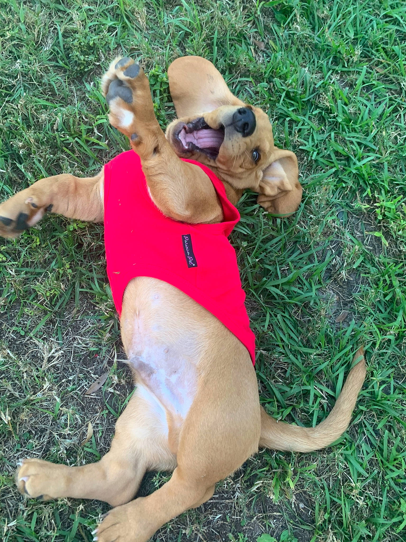 Chubs is registered to the contest to win money with this photo: black_mouth_cur, bullmastiff, canidae, carnivore, companion_dog, dog, dog_breed, fawn, grass, sporting_group, tail