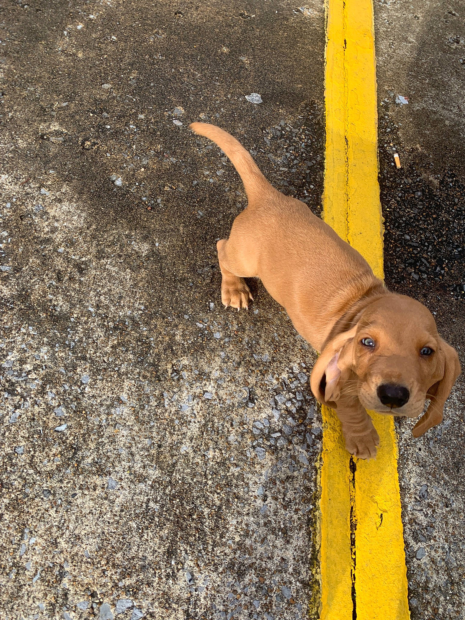 Chubs is registered to the contest to win money with this photo: canidae, carnivore, dog, dog_breed, fawn, leash, puppy, road_surface, snout, sporting_group, street_dog, tail, vizsla, yellow