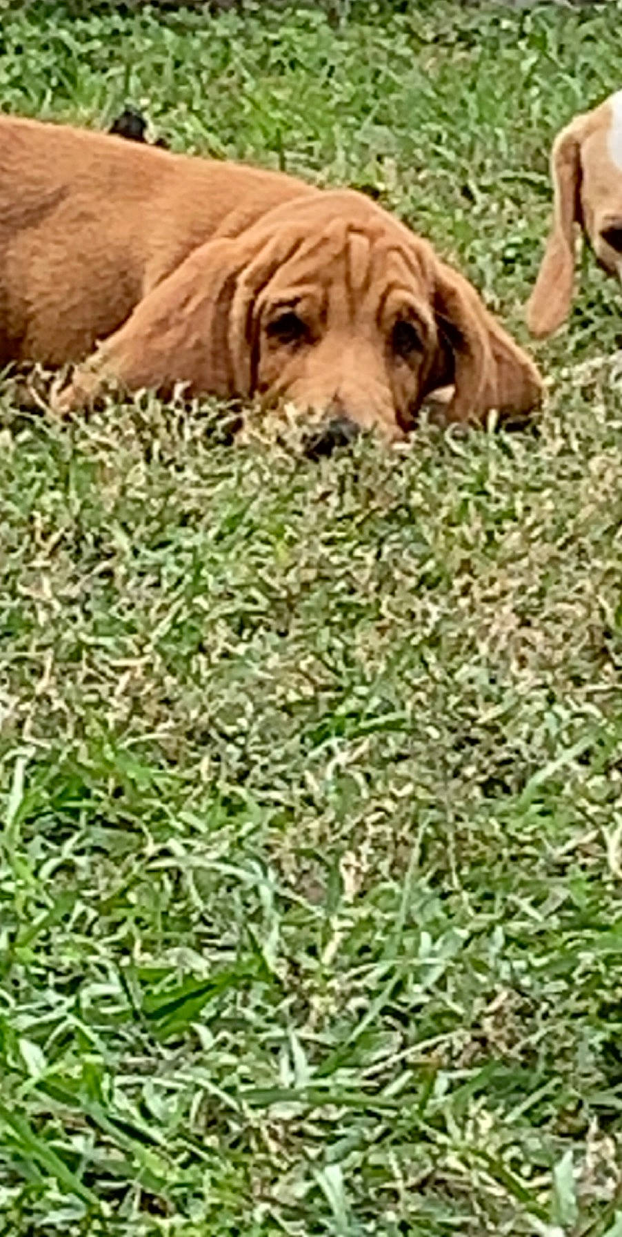 Chubs is registered to the contest to win money with this photo: canidae, carnivore, companion_dog, dog, dog_breed, grass, mammal, plant, puppy, sporting_group, vertebrate, vizsla